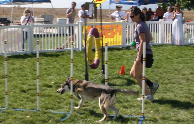 by Rocky Mountain Dock Dogs, who were not only there to demonstrate, but let other pet owners decide if this was a sport for their dog.