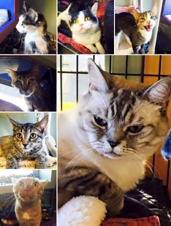 1 of 5 11/27/2016 1:15 PM S BLUE EARTH NICOLLET COUNTY HUMANE SOCIETY August 2015 Crazy Days It s crazy but with so many cats in need of forever homes, the friendliest felines seem to get adopted