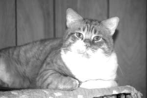 because of Hilltop Humane Society. I m Hannah and I was found on the street 14 years ago with hind legs I m Sammy and I was taken away from a bad home last year as a kitten.