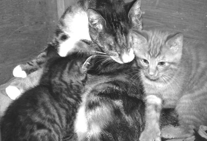 I love to eat, play, and tease my big brother and three older sisters. We are Cindy (the striped kitten), Rose (the mom), and Garfield (the orange kitten) and our story is a hard one to tell.