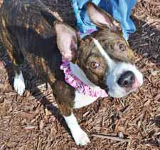 I am crate-trained and leash-trained, too. If you would like to meet me, please call my foster mom, Sherry, at 910-523-1254. My name is Belle. You may remember me. I have been homeless before.