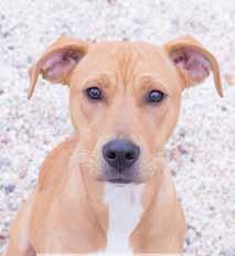 I m a 13- week-old, neutered baby boy and I was made for loving you, there s no doubt. I m sitting here patiently, waiting for my super new family to come along!
