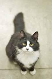 CAT: Cat Adoption Team Please call 910-792-9014 to adopt us! We re at Petsmart 7 days a week. Hey, I'm Faye! I'm a Patch Tabby kitten girl and I m so very, very sweet!