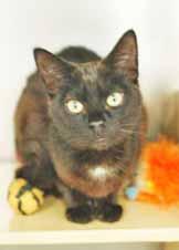 Foster homes needed for MOMMA CATS and KITTENS, just until they re weaned! Call 910-599-2755 for more information. Hi, I'm Willow, an 8-month-old girl.