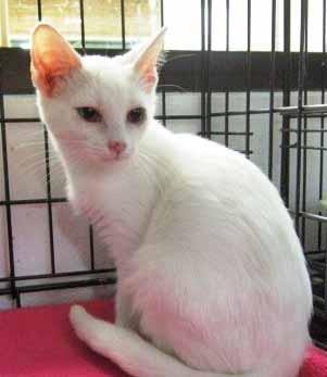 Please call 910-253-1375 to adopt us! Cat Tails I m the last Kardashian to be adopted and my name is Khloe. I need someone to protect me and love me.