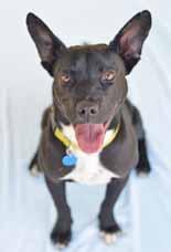 I am a tall and slender Lab mix boy, a little over a year old, with so much love to give. Come see my silly self and watch me smile! It s me, Marley! I m a 3-year-old Lab/Chow mix weighing 73 pounds.