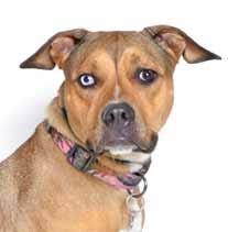 At just 1½-yearsold, I m a loving, spayed Pit Bull girl who is friendly with other dogs and house-trained, too! Why am I at a shelter when I should be living at home with a family?