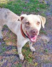 I came to the rescue with two other pups who have already been adopted. Now it s my turn! I love to play and be cuddled. Adopt me! Hello, everyone! My name is Daisy.