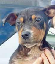 Please call 910-579-0407 to adopt us! R.A.C.E. (Rescue Animals Community Effort) My name is Noah and I ve had a rough start. I am only about 12-weeks-old and I had something called mange.