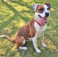 Come meet me! Ever heard of a Basset Hound/Pit Bull mix? I m one, and I m the coolest dude you will ever meet! I am Winston, a dog lover s dream.