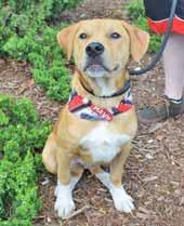 I am a 5-month-old Lab mix puppy and I m going to be a big boy. You should see the size of my paws. I need an active family with a fenced in yard.