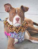 For more info, call Adopt-An-ANGEL at 910-392-0557 or visit www.adoptanangel.net. My name is Jasper and I am a young Pit Bull. I am active, friendly and playful.