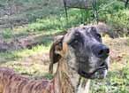 Breed Rescues We are all from different Breed Rescues. Please read our stories! GREAT DANE RESCUE ALLIANCE My name is Addie and I m a beautiful, 3-year-old brindle girl.