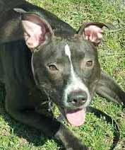 Adoption Options We are all from different Animal Rescues. Please read our stories! COASTAL CANINE RESCUE I m Nova, a 3-year-old Pit Bull mix who weighs 45 pounds.