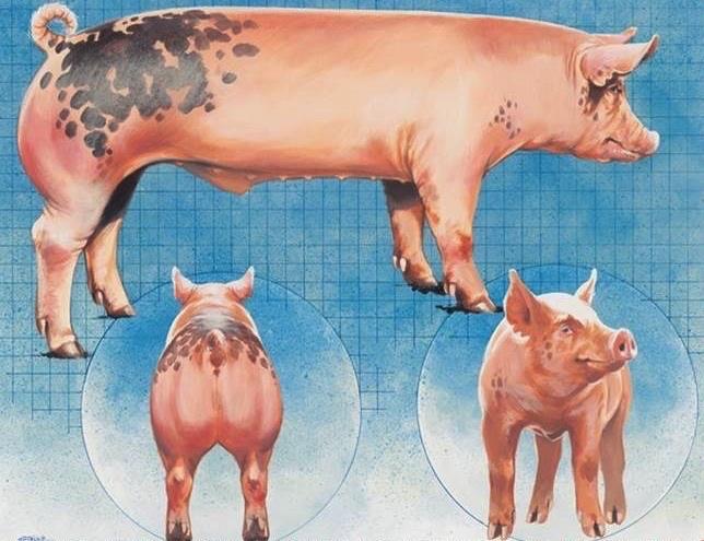 Today s Healthier Pig Genetics traditional breeding with focus on optimum traits.