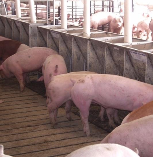 Specialized Barns & Pig Health