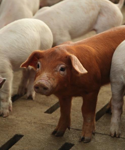Antibiotic-Free Pork If a pig is sick, or at risk of getting sick, it should receive judicious antibiotic