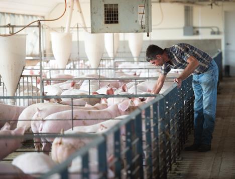One Health & Pig Farming Farmers are working to: Prevent disease, rather than