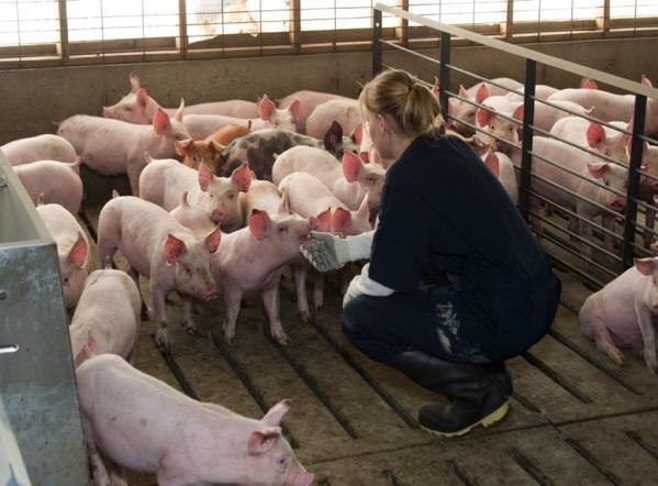 Raising Healthy Pigs Proper Diet/Nutrition Fresh Water Vaccinations Barn Sanitation