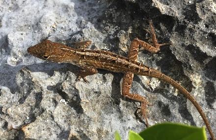 Endemic and introduced anole study -by Inbar Maayan EDITOR: Jane Haakonsson EMAIL: Jane.haakonsson @gov.