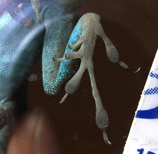 Physical measurements were a delicate affair with magnifying lenses, electrical calipers and magnified photography. Bottom image shows a male blue-throated anole having his front limb measured.