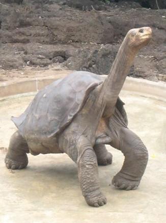 P A G E 3 Lonesome George: The Last of His Kind Far away on the Galapagos Island, there lives a tortoise. He lives in the Charles Darwin Research Center.