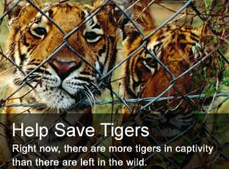 Tiger parts are in high demand on the black market in China for their use in traditional medicines. This reason spurs poachers into illegally killing as many tigers as possible for one reason money.