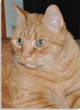 Ask Squirt a question, or share your pet memorial story on our web site (click on ). Let Squirt meet your pet(s) at the Rainbow Bridge and escort them to Pet Heaven.