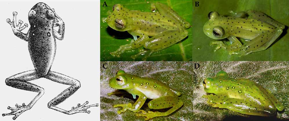 obs.). However, we agree that these four species are extremely similar and appear to be closely related.