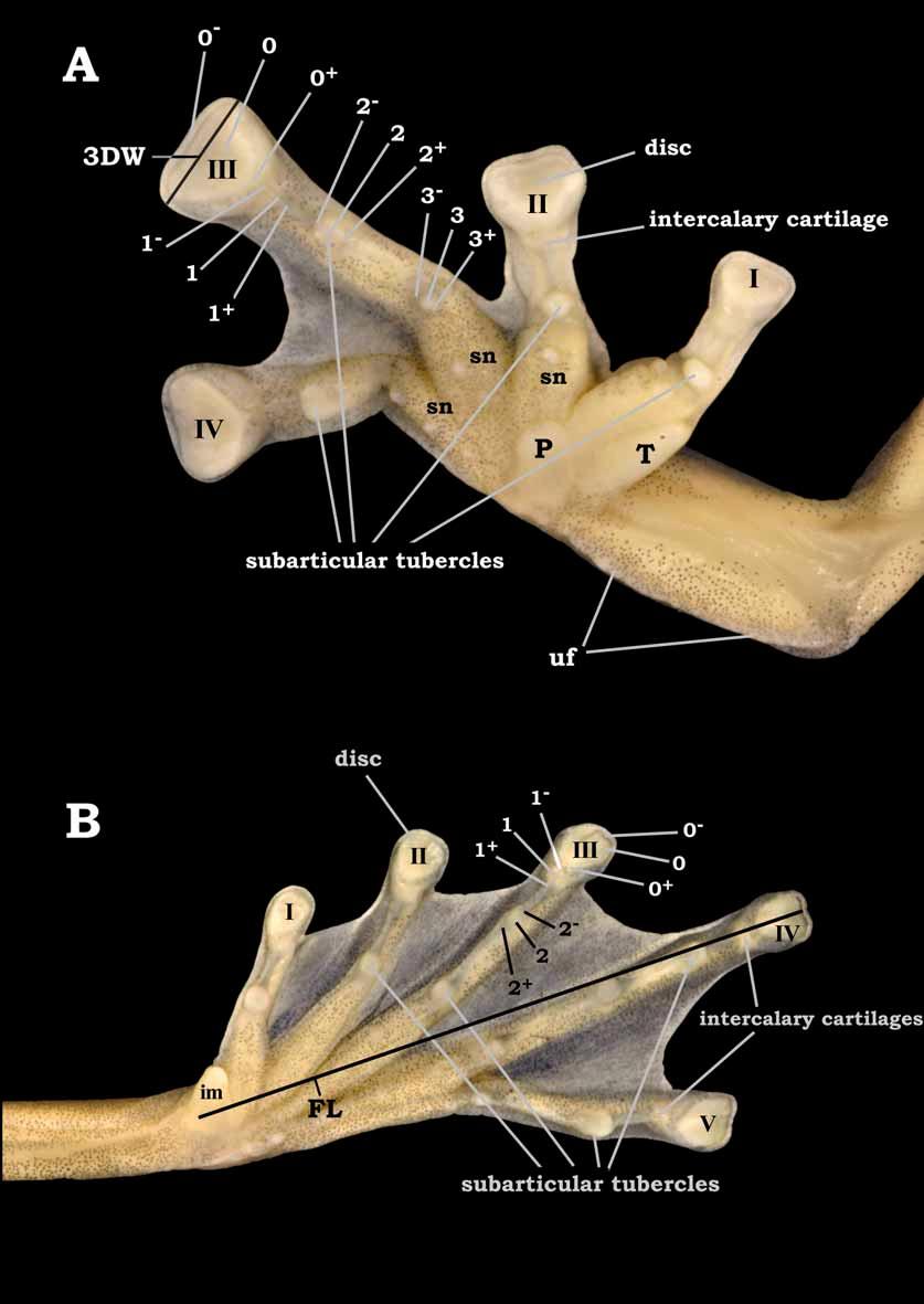FIGURE 1. Measurements and structures of hand and foot of centrolenid frogs. (A) Right hand and distal section of forearm in palmar (ventral) view [SC].