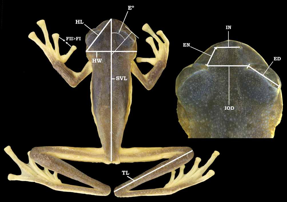 FIGURE 2. Standard measurements for centrolenid frogs and size ratio between finger I and finger II when adpressed.