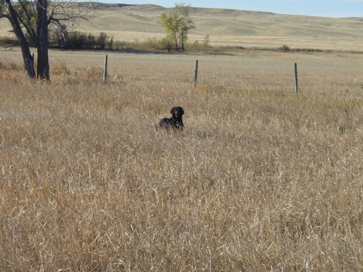 Gary Simpson Hunts: Montana Pheasant with Flat-Coats Last spring dad was at a Pheasants Forever banquet and purchased a pheasant hunting trip in Montana.
