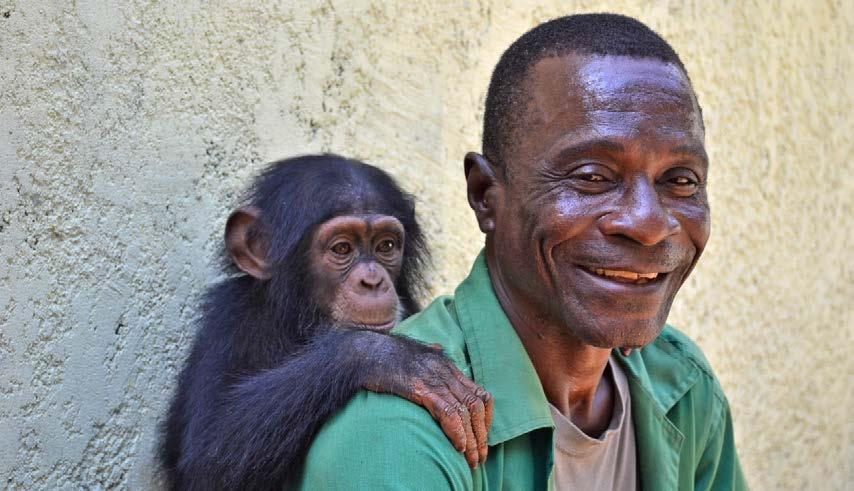 The Zoo: On the Road to Recovery Keeper Bazel with one of the Zoo d Abidjan s young chimps.