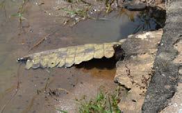 As a result of their digging, there are blocks of collapsed concrete, fallen guard rails and croc tails hanging out from under various ledges.