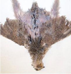 Fig. 3: Growing new feathers in a postmolting bird The recovery of ovarian weight was delayed during the post-molting phase, 43.5% lower than control values. Mean oviduct weight was reduced to 1.