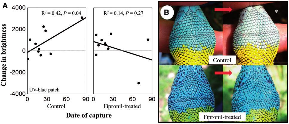 6 Current Zoology, 2017, Vol. 0, No. 0 Figure 4. (A) Variation of the brightness of the UV-blue throat area along the season for control and fipronil-treated groups.