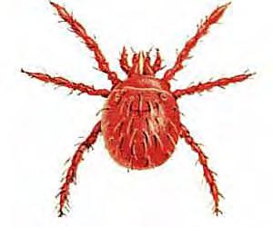Chiggers are the larvae, or immature stage, of a certain type of mite. These larval mites climb onto people when they walk through infested areas.