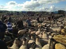 QUALITY SHEEP SOCIETY 2016 SALE REPORTS