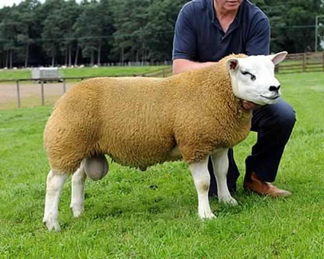 Terminology: RAM or TUP Male - not