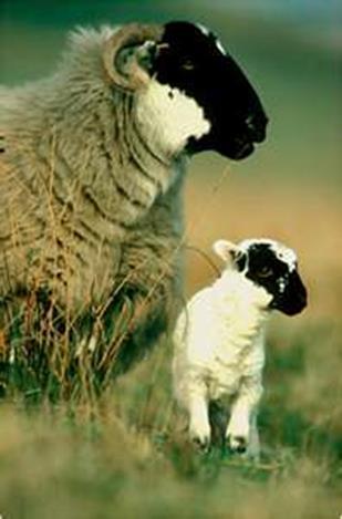 Programme Introduction Sheep Terminology Breeds The