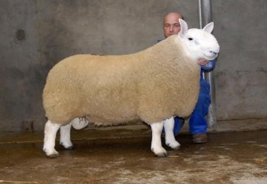 Breeds: North Country Cheviot Hardy