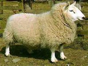 grazing ~ 65kg Medium fleece