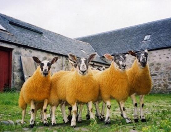 Breeds: Cross breeds Examples are Shetland Cheviot