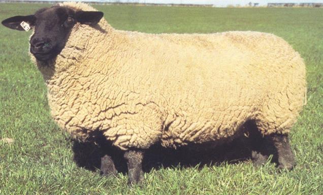 Breeds: Suffolk Terminal Sire For producing finished