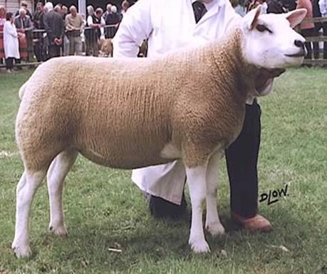Breeds: Texel Very Lean Carcass Slower Growing