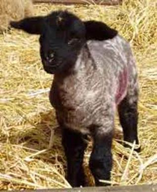 Terminology: EWE LAMB Female lamb from time