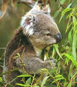 Ask about the koala bear: What does it eat? Explain that koalas only eat plants: A calf and a koala bear only eat plants. They are herbivores.
