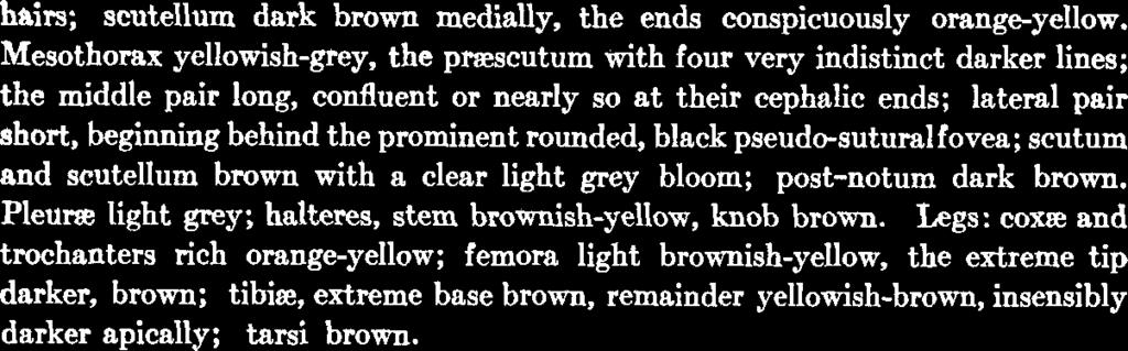 170 Psyche [December and two, light orange-yellow beneath, light brown above; flagellar segments brown.