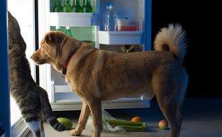What Foods are Toxic for Dogs There are certain foods that you should not feed your dog under any occasion.
