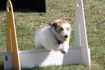 SUMMER TIPS MAKE SURE YOUR DOG HAS: PLENTY OF WATER PLENTY OF SHADE DON T EXERCISE IN THE HEAT OF THE DAY KEEP SAFE DURING FIREWORKS Fun Agility Jumping Trial - Milton Show This trial, run by Milton